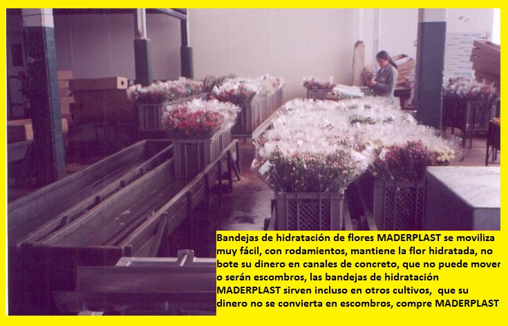 hidratación de flores cortadas poncheras bandejas cajas canaletas hidratar flores cosechas postcosecha hidratadas hidratar en canecas bandejas plásticas maderplast canales aspersión posetas 004 hidratación de flores cortadas poncheras bandejas cajas canaletas hidratar flores cosechas postcosecha hidratadas hidratar en canecas bandejas hidratación de flores cortadas poncheras bandejas cajas canaletas hidratar flores cosechas postcosecha hidratadas hidratar en canecas bandejas plásticas maderplast canales aspersión posetas 004 plásticas maderplast canales aspersión posetas 004